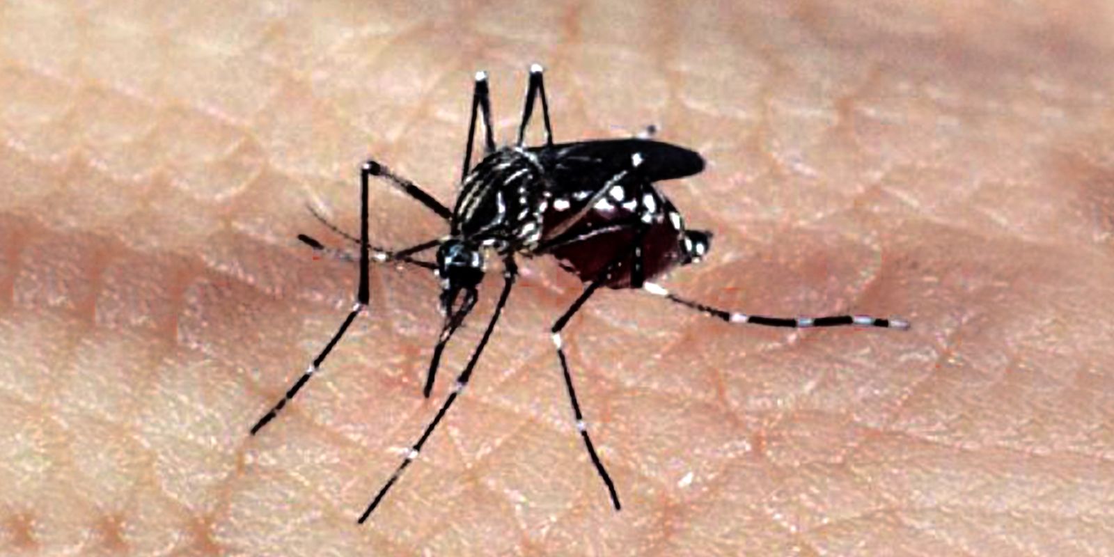 Cascavel registra aumento expressivo de casos de chikungunya no início de 2025
