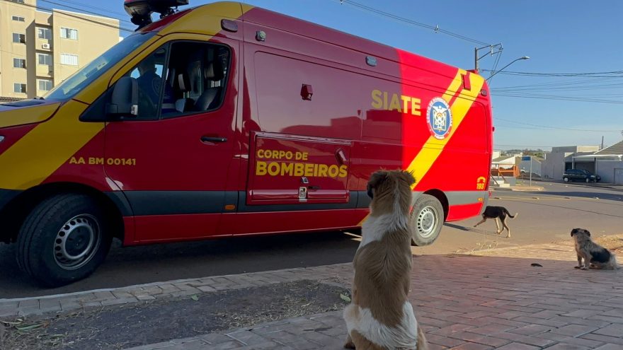 Cachorro fica apreensivo durante atendimento de tutora ferida