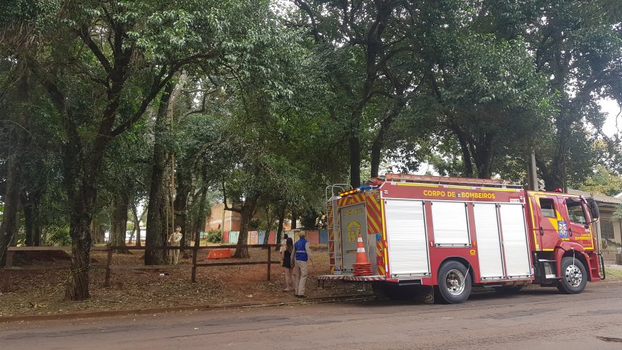 Bombeiros são acionados para resgatar gato preso em árvore no Centro