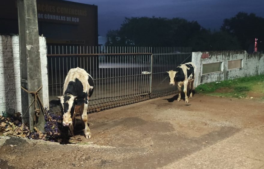 Internauta alerta para bezerros soltos na marginal da rodovia BR-277