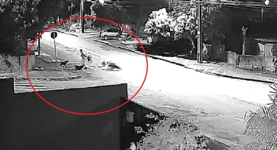 Internauta reclama de cachorros soltos na rua no Bairro Cataratas