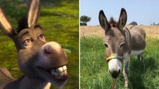 Burro que inspirou personagem de Shrek está doente