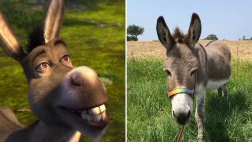 Burro que inspirou personagem de Shrek está doente