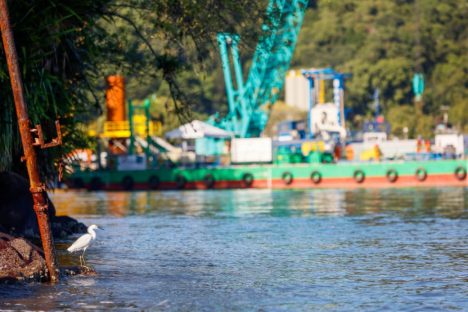 Imagem referente a Equilíbrio ambiental: obra da Ponte de Guaratuba monitora aves e peixes a cada três meses