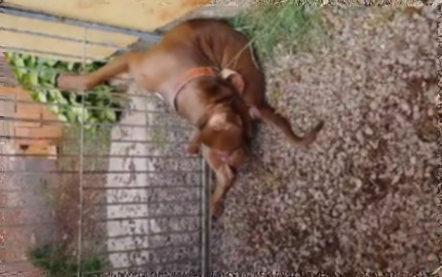 Pitbull é morto após ataque brutal contra moradores no Interlagos