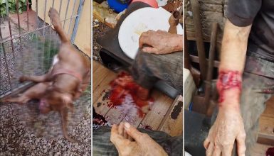 Imagem referente a Pitbull precisa ser sacrificado após ataque a moradores no Interlagos; Vídeos mostram gravidade do caso