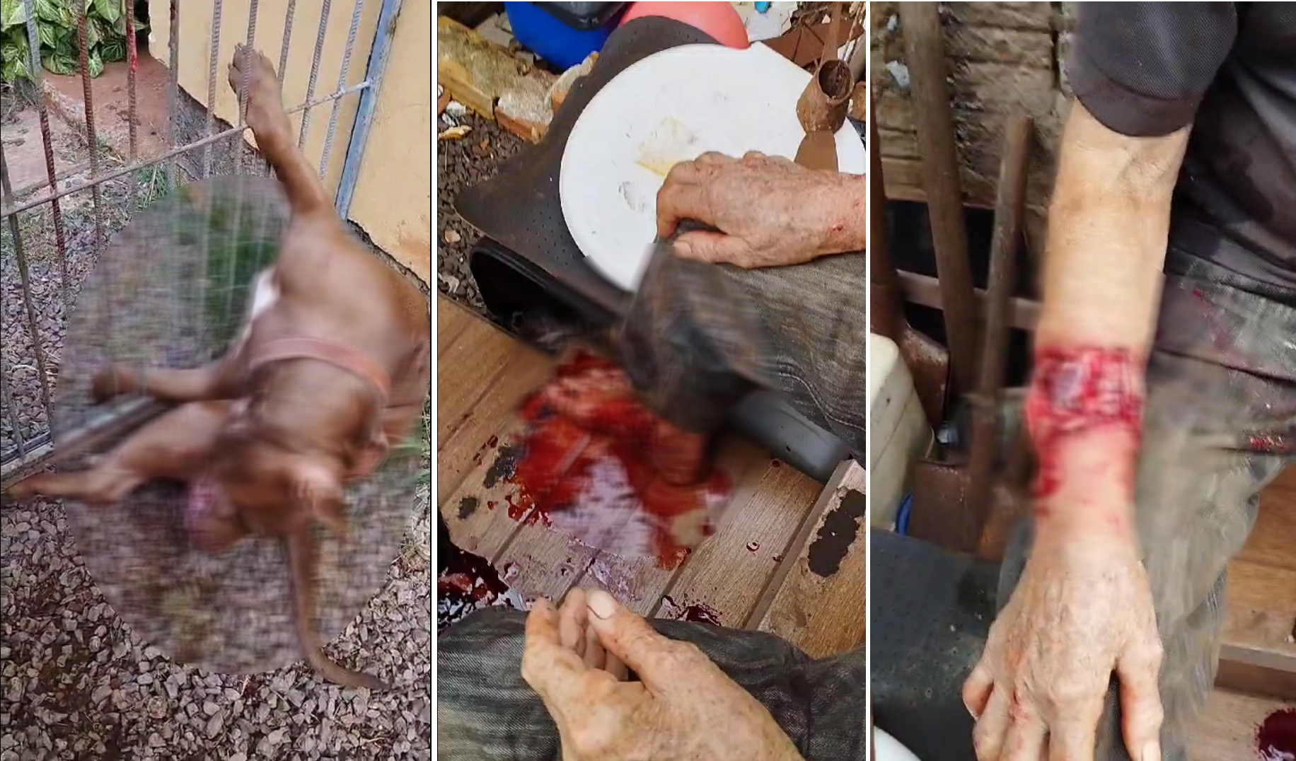 Pitbull precisa ser sacrificado após ataque a moradores no Interlagos; Vídeos mostram gravidade do caso