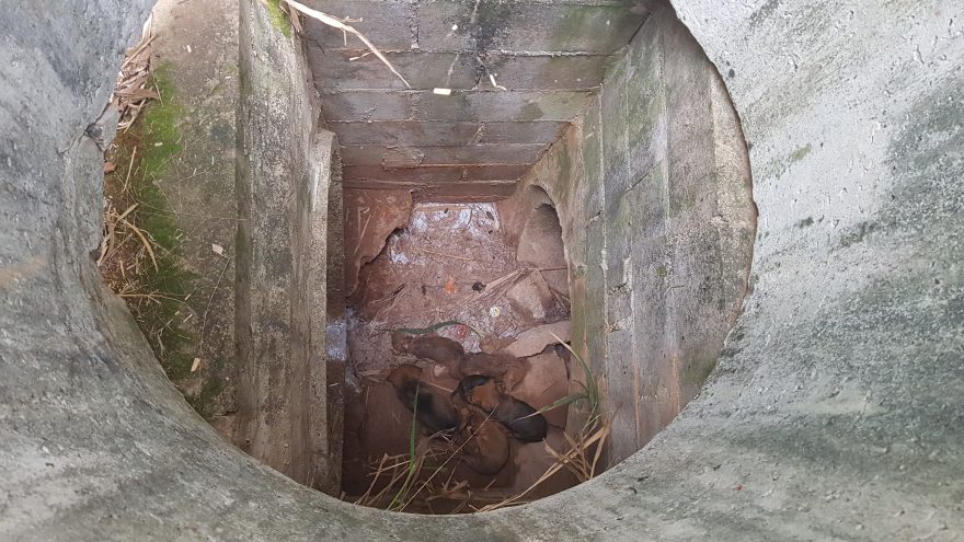 Filhotes de cachorro são resgatados de bueiro no Esmeralda