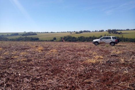 Vazio sanitário da soja inicia nesta sexta-feira no Sul, Leste, Campos Gerais, Litoral e RMC