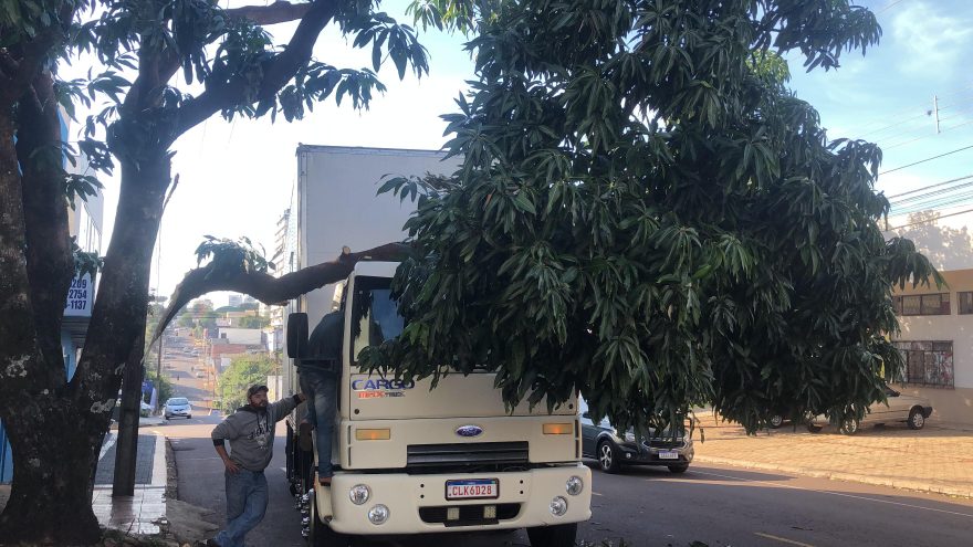 Caminhão quebra galho de árvore na Rua Manaus