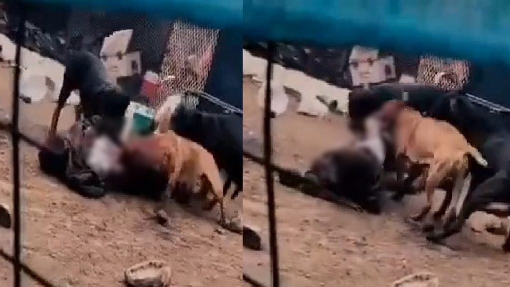 Jovem amante dos animais tem fim trágico ao inventar de fazer carinho em pitbulls Jovem amante dos animais tem fim trágico ao inventar de fazer carinho em pitbulls
