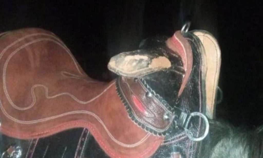 Homem bêbado monta em cavalo, cai da cela e morre Homem bêbado monta em cavalo, cai da cela e morre
