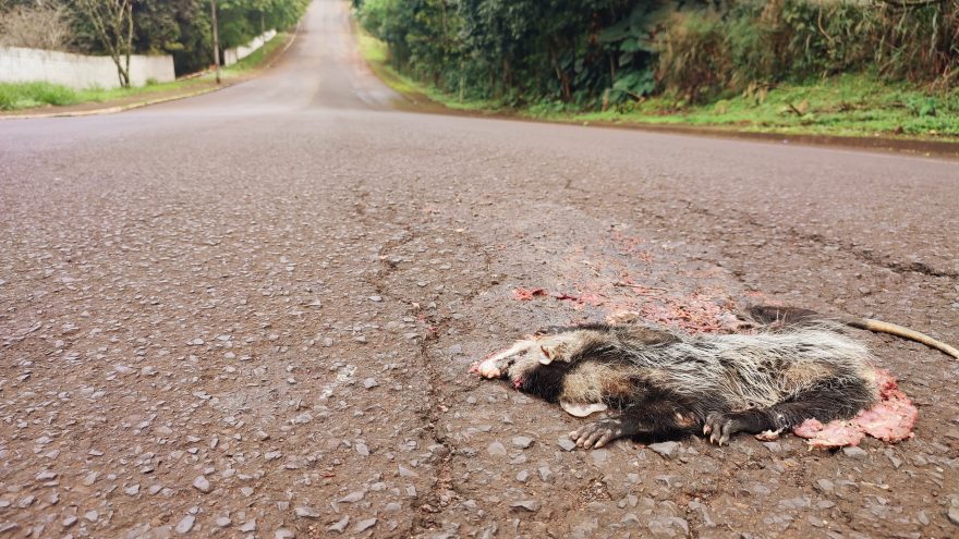 Gambá morre atropelado na Rua Machado de Assis