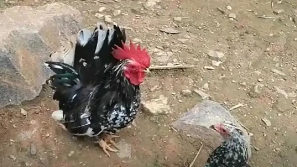 PM é acionada após galo ser morto por estilingue no quintal do vizinho