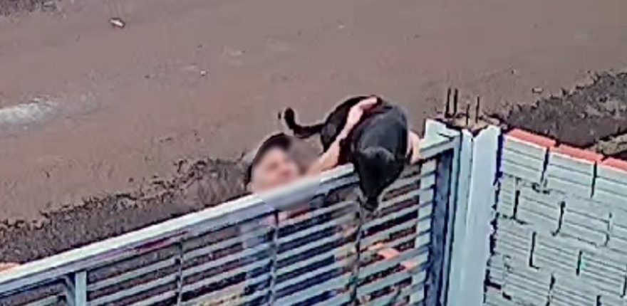 Polícia Civil identifica suspeito de arremessar cachorro em Toledo