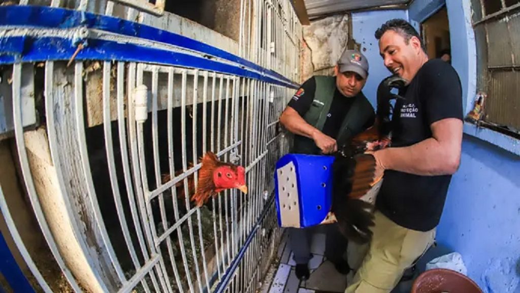 Homem é multado em R$ 64 mil por manter 32 ‘galos de rinha’ no Paraná