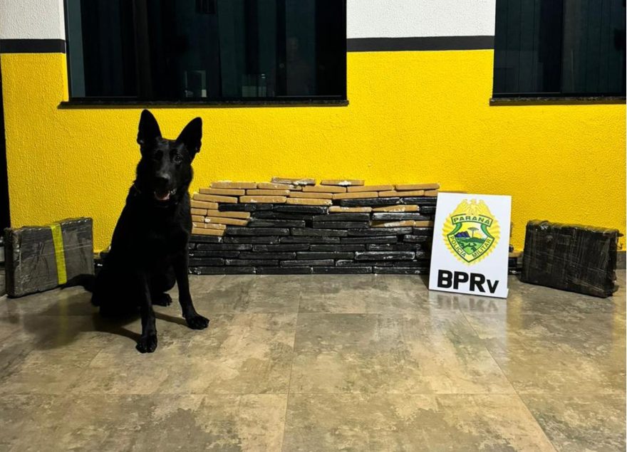PRE apreende 80kg de maconha na rodovia BR-369