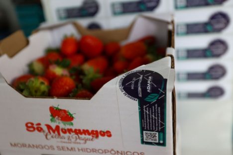 Morangos certificados: selo da Adapar garante segurança e qualidade ao consumidor