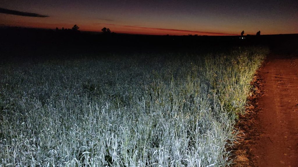 Morador da área rural de Cascavel registra geada em lavoura