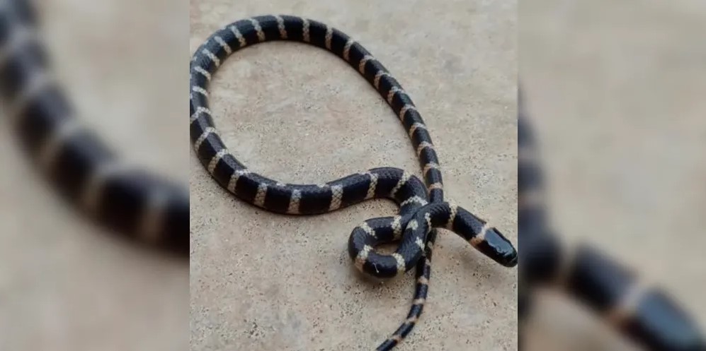 Visita da sogra? Família paranaense encontra serpente dentro de residência