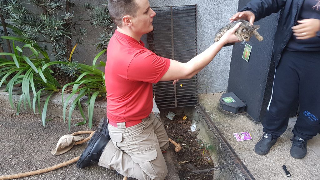 Bombeiros resgatam gatinho em tubulação na Avenida Tancredo Neves