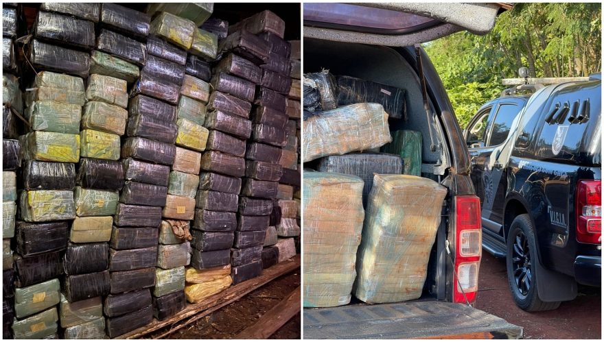 Mais de 2,7 toneladas de maconha são encontradas em bunker embaixo de chiqueiro em Santa Helena