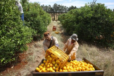 Governo prorroga emergência fitossanitária de combate a doença que ataca citricultura
