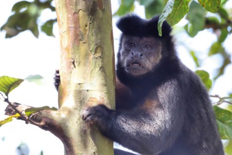 Amigo bicho: IAT reforça campanha contra a violência a animais silvestres