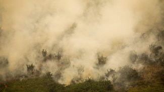 Pantanal tem este ano maior área queimada em junho