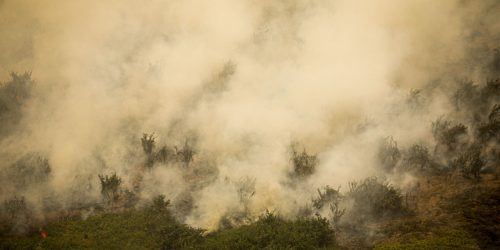 Imagem referente a Pantanal tem este ano maior área queimada em junho