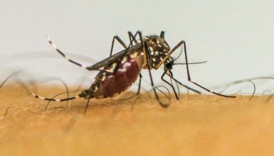 Imagem referente a Cascavel tem 26 casos positivos de dengue