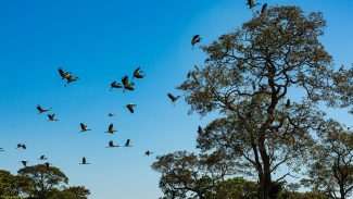 Comissão do Senado aprova projeto que cria Estatuto do Pantanal