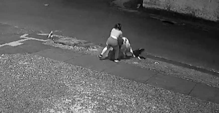 Mulher tenta defender cachorro de ataque de Pitbull e acaba ferida no Esmeralda