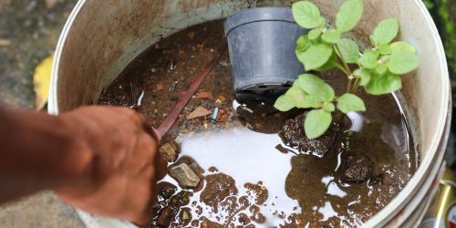 Imagem referente a Dengue: Saúde encerra atividades do Centro de Operações em Emergência