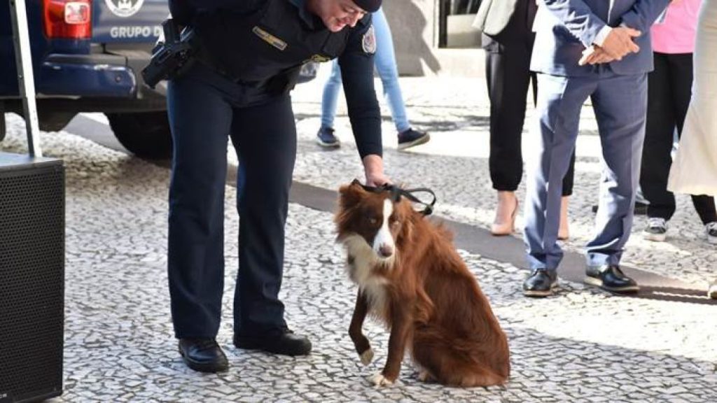 Em Curitiba, projeto Cão Amigo ganha reforço com a filhote Zaya