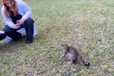 IAT solta gato-do-mato-pequeno e fecha cativeiro irregular de aves; veja vídeo