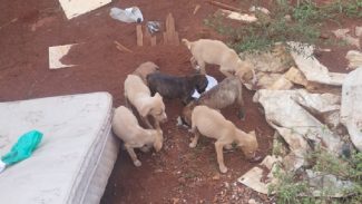 Crueldade: Filhotes são abandonados à própria sorte nas proximidades de cemitério no Esmeralda