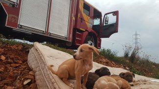 Ajuda urgente! Com o frio se aproximando, filhotes precisam ser resgatados