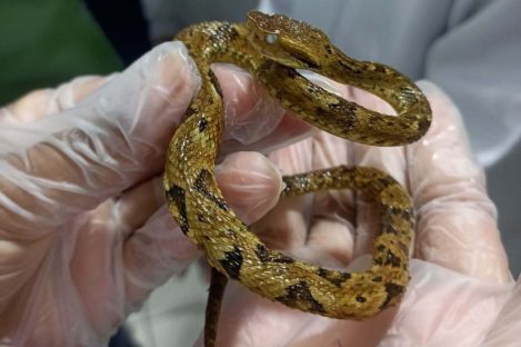 Saúde monitora serpentes no Estado e garante soro que neutraliza ação do veneno