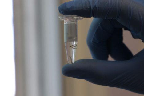 Biofábrica Wolbachia: Londrina e Foz do Iguaçu terão nova tecnologia de combate à dengue Imagem referente a Biofábrica Wolbachia: Londrina e Foz do Iguaçu terão nova tecnologia de combate à dengue