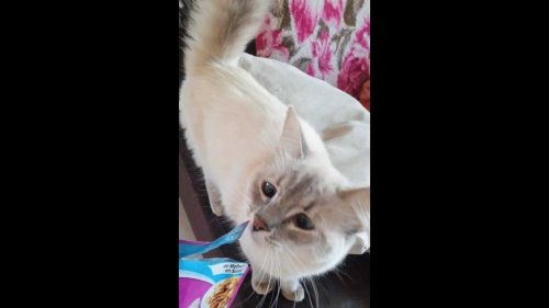 Gata Dora desapareceu no bairro Pioneiros Catarinenses Imagem referente a Gata Dora desapareceu no bairro Pioneiros Catarinenses