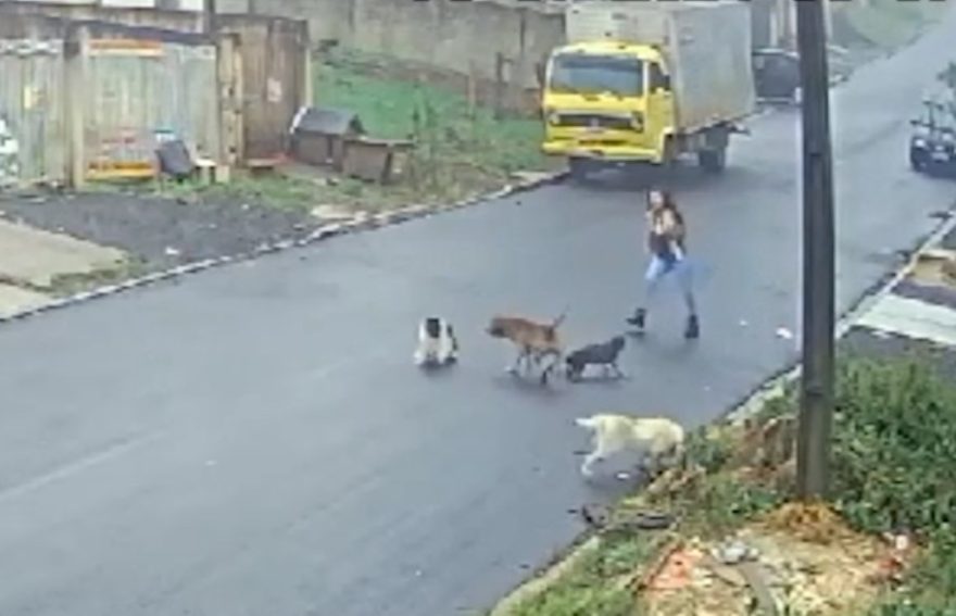Câmera de segurança flagra mais um ataque de Pitbull: Questões de segurança animal em debate