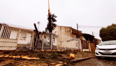 Imagem referente a Impressionante! Raio parte pinheiro ao meio na Rua Minas Gerais e galhos atingem três carros