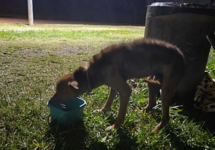 Internauta pede ajuda para resgatar cachorro abandonado nas proximidades do Lago Municipal