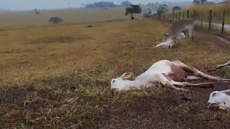 Gado morre de frio em fazenda no Mato Grosso do Sul; veja vídeo