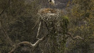 Biólogos tentam salvar fauna ameaçada pelo fogo no Pantanal