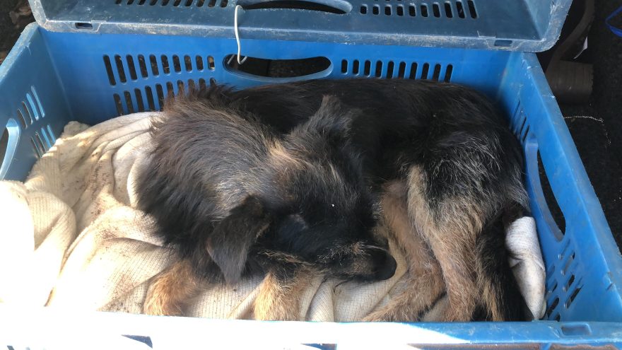 Samucão alega falta de internet e nega atendimento a cachorro doente