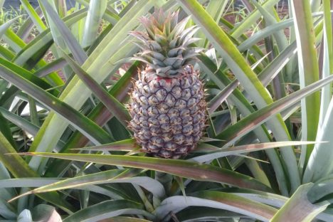 Com apoio do IDR-Paraná, abacaxi orgânico é aposta de produtores do Norte Pioneiro