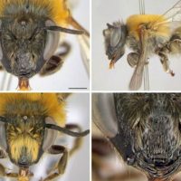 Imagem referente a Nova espécie de abelha é descoberta por professora da Unicentro
