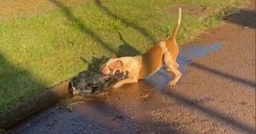 Imagem referente a Internauta flagra ataque de Pitbull a cachorro menor no Floresta